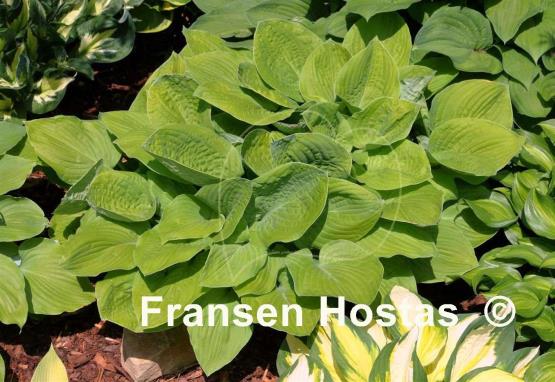 Hosta Richland Gold